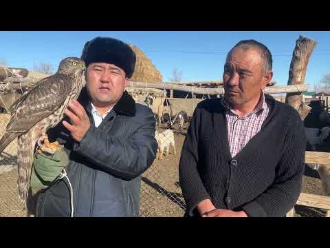 Видео: Ардаби Мәулетұлы әулетіндегі құсбегілік өнер туралы 1