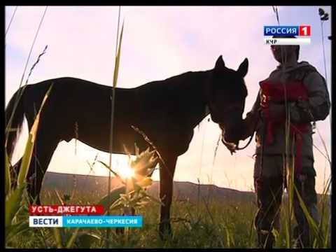 Видео: Риф - иноходец-чемпион