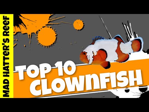 Видео: Топ-10 рыб-клоунов