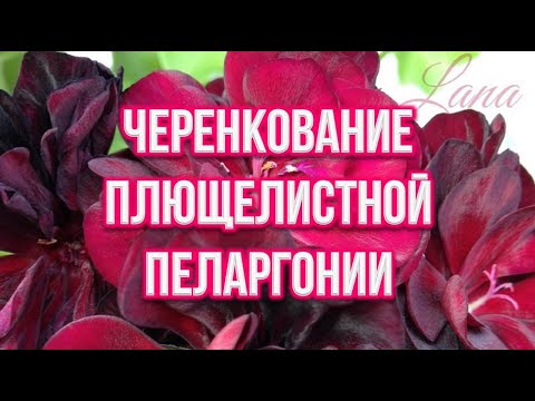 Видео: Черенкование плющелистной пеларгонии. Выпуск от 18.03.21