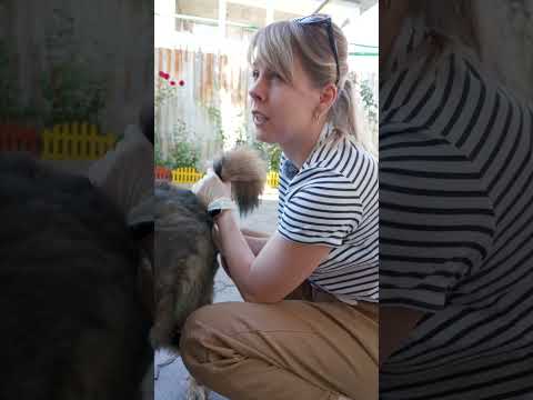 Видео: Лечу собаку