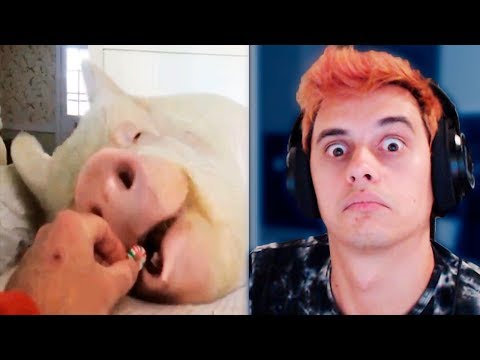 Видео: АЗ СЪМ СВИНЯ - MadLipz