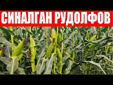 Видео: Бир жойда 2 хил дурагай фарқини кўриб ўзингиз баҳо беринг! Рудолфов 60 F1