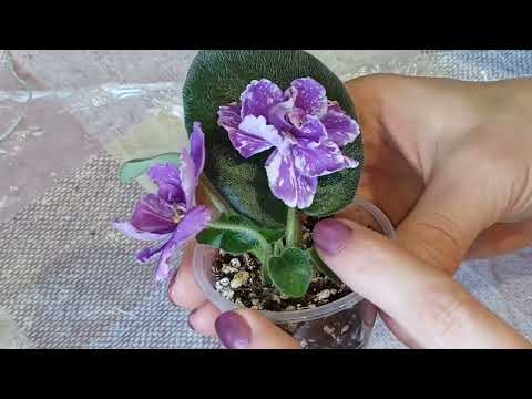 Видео: Размножение фиалок. Фиалки с листика.