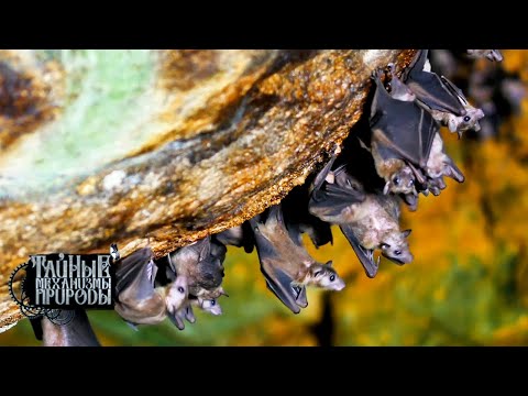 Видео: Пещерный мир. Тайные механизмы природы