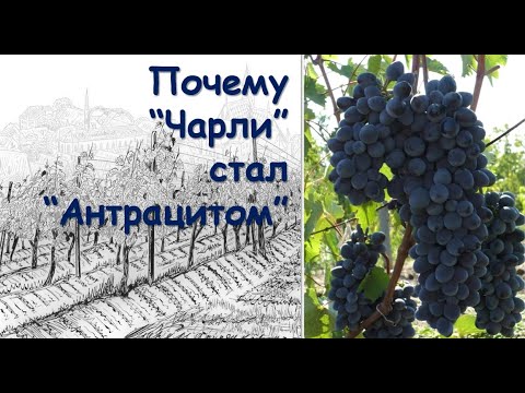 Видео: Чарли (Антрацит) виноград