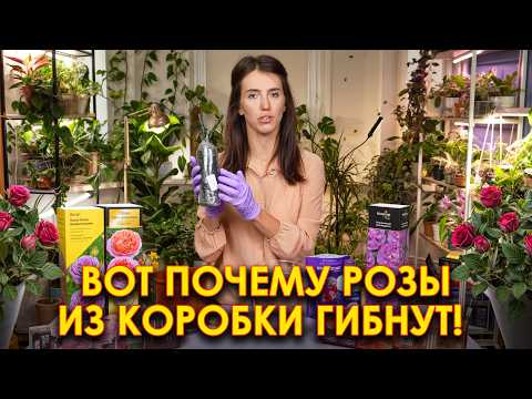 Видео: ОБ ЭТОМ МОЛЧАТ питомники! Розы из коробки сажайте ТОЛЬКО ТАК!
