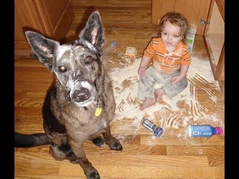 Видео: 😺 Мамочка, не ругайся! 🐕 Смешное видео с собаками и кошками! 😸