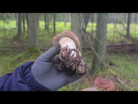 Видео: Грибы | Латвия