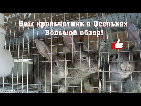 Видео: Наш крольчатник в Осельках. Большой обзор!