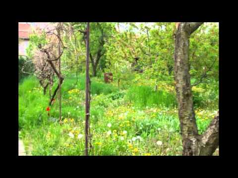 Видео: Цъфнало цвеке шарено - Любка Рондова и Иван Гоцев