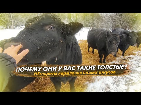 Видео: ПОЧЕМУ ОНИ У НАС ТАКИЕ ТОЛСТЫЕ?  НЕсекреты кормления наших ангусов