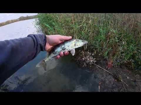 Видео: Як не треба ловити щуку)