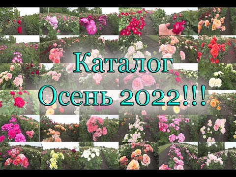 Видео: Розы ВСЁ!!! Каталог Роз на Осень!!! rozapochtoi.ru