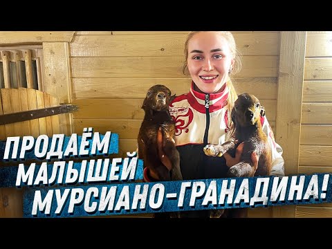 Видео: Окот ИСПАНСКИХ КОЗ Мурсия Гранада. Окот от начала до конца | Молодая Ферма