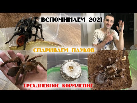 Видео: Кормим и спариваем пауков. Вспоминаем 2021. Часть 1