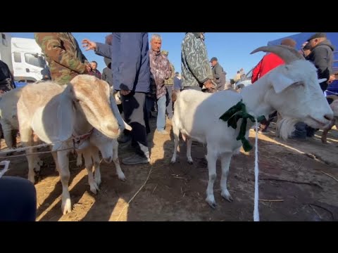 Видео: ХОРАЗМ КУЙ КУЧКОР БОЗОРИ НАРХЛАРИ 19.10.2025