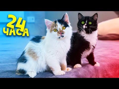 Видео: Новые 24 часа с новорожденными котятами и нашими домашними животными / SANI vlog