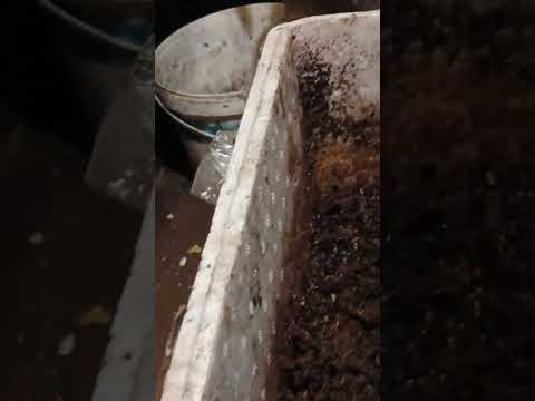 Видео: Переселение, Ювинила 31,10 . 25