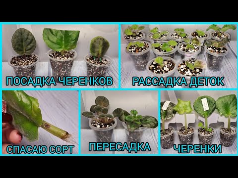 Видео: Как спасти сорт? Посадка черенков. Пересадка фиалок. Рассадка деток.