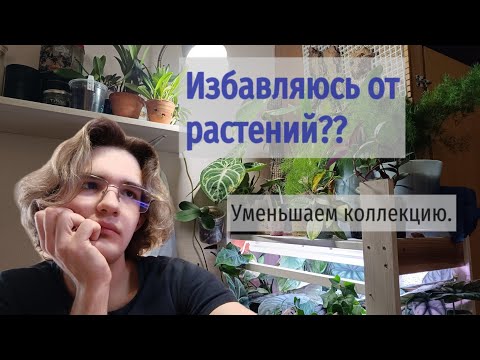 Видео: Уменьшаем коллекцию | Растения, которые пора отпустить