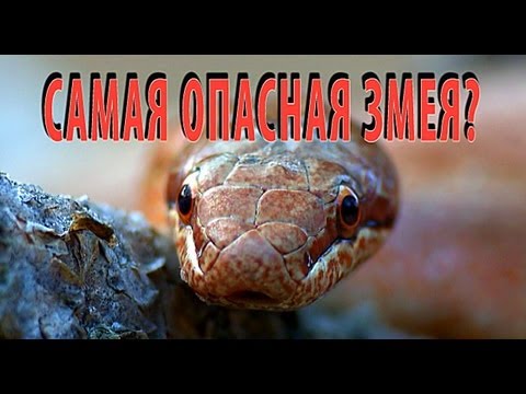 Видео: Медянка (Coronella austriaca) - "Самая опасная змея"? | Film Studio Aves