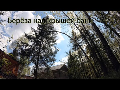 Видео: Удаление согнувшейся берёзы
