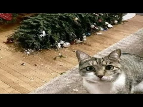 Видео: Смешные пушистики / Смешные моменты с животными 2023 /№22