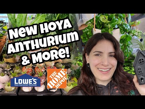 Видео: НОВЫЕ ХОЙЯ, АНТУРИУМ И ДРУГИЕ! 🌿 Покупка растений в Home Depot и Lowe's в Тилтоне, Нью-Гэмпшир