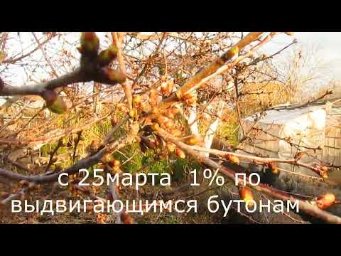 Видео: Чем брызгать перед цветением.