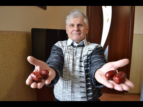 Видео: Выращивание Унаби (Зизифуса) из косточки