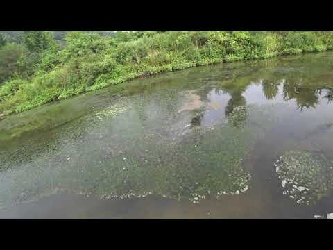 Видео: Охота с Рогаткой по реке