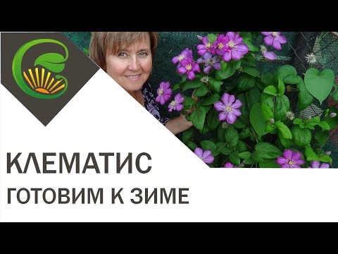 Видео: Подготовка клематиса к зиме