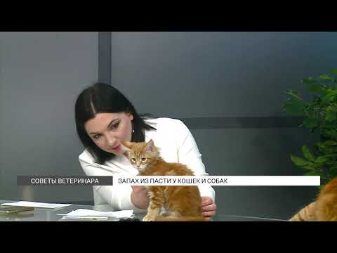 Видео: Советы ветеринара: неприятный запах из пасти у питомцев