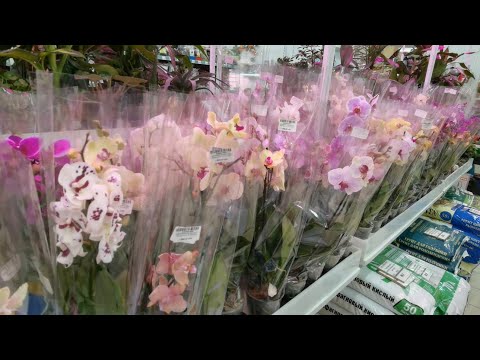 Видео: Предпраздничные завозы орхидей. Сердце радуется.