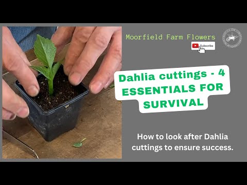 Видео: Черенки георгинов — 4 основных принципа выживания