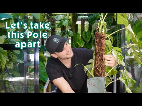 Видео: Как размножить монстеру со 100% успехом (включая результаты через 4 месяца)