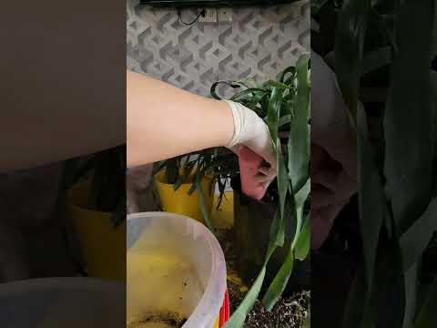 Видео: N⁰-433. БЕЛБЕРГИЯ ГУЛИНИ ЯНГИ ТУВАГИ, ТУПРОГИ ВА  ПАРВАРИШИ ХАКИДА😍