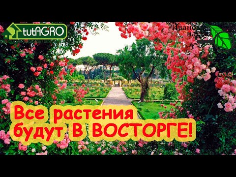 Видео: ОТ ЭТОГО ДОМАШНЕГО УДОБРЕНИЯ ВСЕ РАСТЕНИЯ В ВОСТОРГЕ! Гораздо лучше, чем Бокаши и р-р Бессараба.