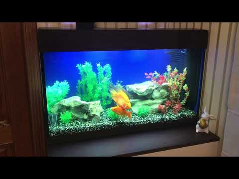 Видео: Обзор Ferplast Dubai80& Juwel120