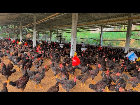 Видео: ПОЛНОЕ ВИДЕО: Счастливая ферма 101 день выращивания животных, посадки и сбора урожая