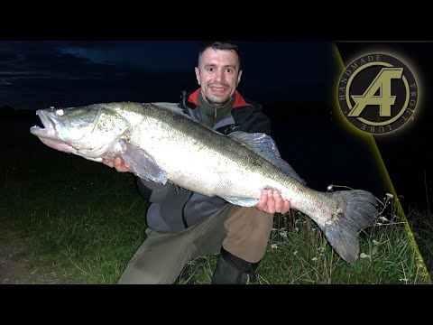 Видео: Рыбалка на реке ЭЛЬБА, огромный, ТРОФЕЙНЫЙ  судак на спиннинг.