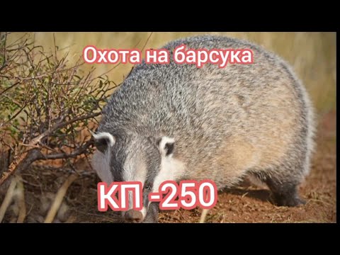 Видео: Охота на барсука, проходным капканом..