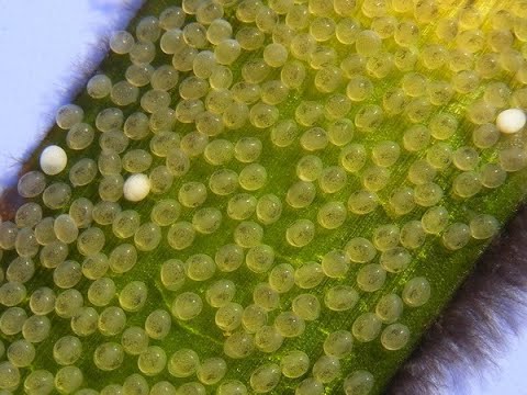 Видео: Супер рецепт ИКРЫ СКАЛЯРИЙ