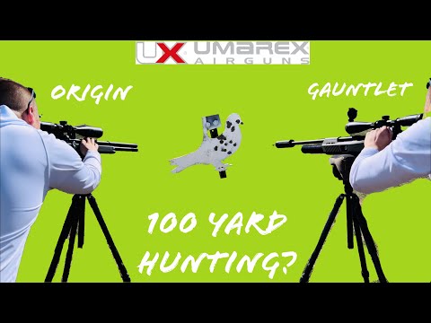 Видео: Umarex Origin и Gauntlet G30: пройдите 100 ярдов на голубя
