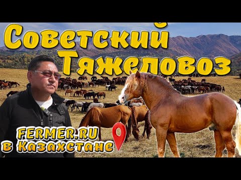 Видео: Зачем покрывать тяжеловозами аборигенную породу лошадей Жабы, а также Мугоджарских и Новоалтайских?