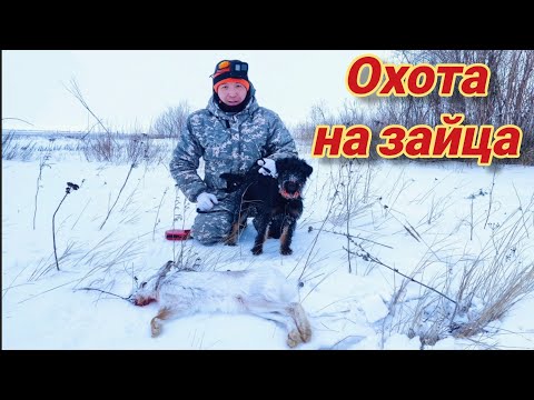 Видео: Охота на зайца. Знакомим щенка ягдтерьера с зайцем.
Hunting with a Jagdterrier