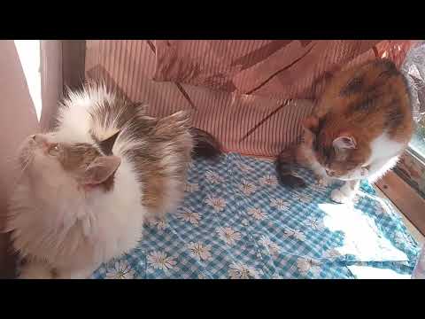 Видео: ПЕРВЫЙ ПОСЕТИТЕЛЬ НАШЕГО КАФЕ!🌳😺🍗КОШКИ НА БАЛКОШКЕ!🥰🐱💋НАША СТЕШЕНЬКА!🥰😽