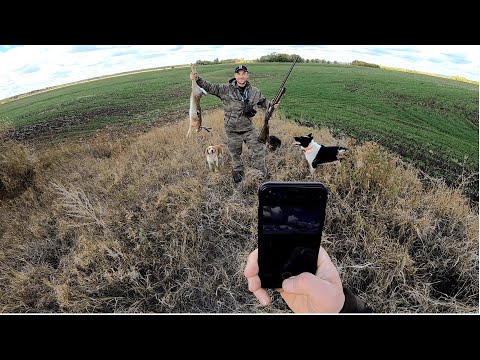 Видео: ОХОТА НА ЗАЙЦА ПО ЧЕРНОТРОПУ. Первая охота сезона с лайкой и спаниэлем!