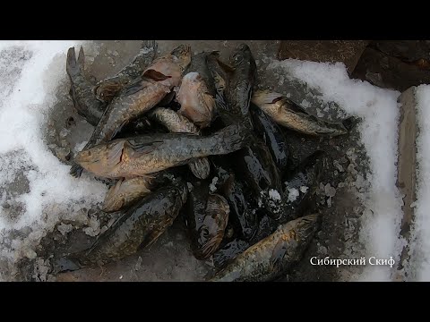 Видео: ротан в анабиозе